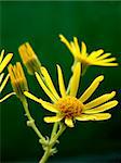 yellow flowers on green background