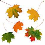 Abstract of five maple leaf leaves in the colors of fall, set against a white background.