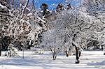 Winter landscape of a sunny park after a heavy snowfall