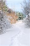 Path in winter forest after a snowfall