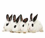 four cute rabbits isolated on white background