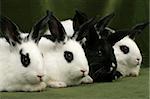 close up portrait of four cute rabbits