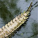 Crocodile tail in water, Australia.
