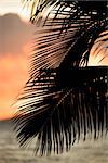 Palm leaves silhouetted against sunset and ocean on Maui, Hawaii.