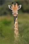 Close-up portrait of a giraffe (Giraffa camelopardalis), South Africa