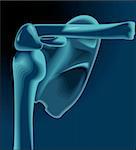 Illustration of shoulder bone