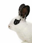 close up portrait of  cute bunny isolated on white