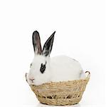 cute bunny isolated in a basket on white background