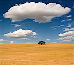 Quiet view over an open field of farmland with a lonely tree and beautiful sky.