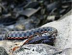 grass snake holding its catch - fish (bullhead) in mouth lying on a rock