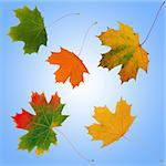 Abstract of five maple leaf leaves in the colors of fall, set against a blue and white background.