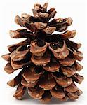 Large pine cone with resin isolated on the white background