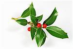 Christmas decoration - isolated holly with berries on the white