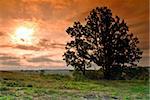 Nice sunrise in the country with the lonely tree