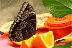 close up of a buckeye butterfly resting on an orange