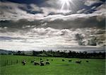 A view of sheep illustrating - animal farm farming agriculture wool livestock animal.