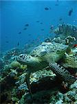 green turtle resting on coral reef sipadan in sabah malaysian borneo