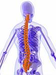 3d rendered illustration of a human anatomy with highlighted spine