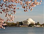 Jefferson Monument framed by cherry blossoms in April