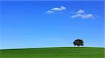 Isolated tree in the green field.