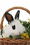 cute bunny in a basket with flowers