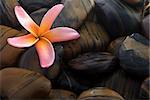 Frangipani flower and polished stone on tropical bamboo mat