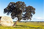 Oak tree ? Quercus ilex - in a field of yellow flowers, Alentejo, Portugal