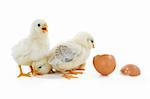 little baby chicks with egg
