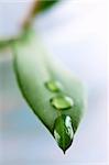 Macro of a green leaf with water drops