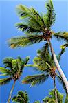 Palm tree tops on blue sky background