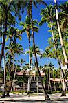 Palm trees surrounding a hotel at tropical resort in Dominican Republic