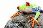 frog on a rock - a red-eyed tree frog (Agalychnis callidryas) closeup isolated on white