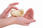 newborn chick safe in human hands