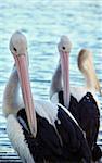 three pelicans in a row at the seaside