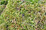 Green Moss and Black Ladybug on a Mossy background