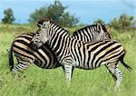 Two Zebras in the Kruger Park, South Africa