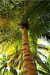 Palm tree canopies in tropical forest on a Caribbean island