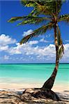 Sandy beach of a tropical island with palm tree