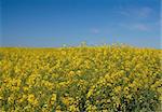 canola field