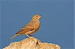 Larklike bunting (Emberiza impetuani) perched on a rock, Kalahari, South Africa