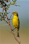 Yellow canary (Serinus mozambicus) perched on a branch, Kalahari, South Africa