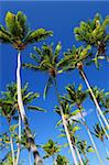 Lush green palm trees on blue sky background