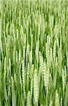 A selective focus image of a young wheat field in the beginning of summer.
