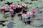 Lotus, green leaves and water