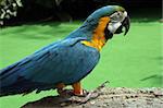 Parrot standing on a rockly surface