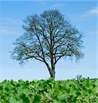 Green field and lonely tree in frog perspective