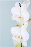 Orchid flowers - shallow depth of field.