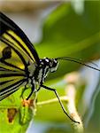 An unknown butterfly soecies with a missing leg