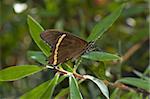 a Common mormon butterfly on a leaf