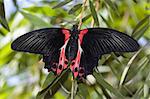 Rumanzovia swallowtail butterfly